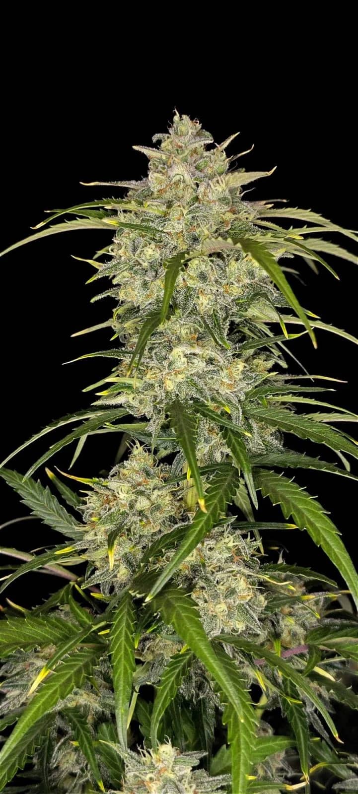 Fast Buds - Sour Jealousy Auto - Feminized 