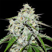 Delicious Seeds - Space Cookies Auto - Feminized
