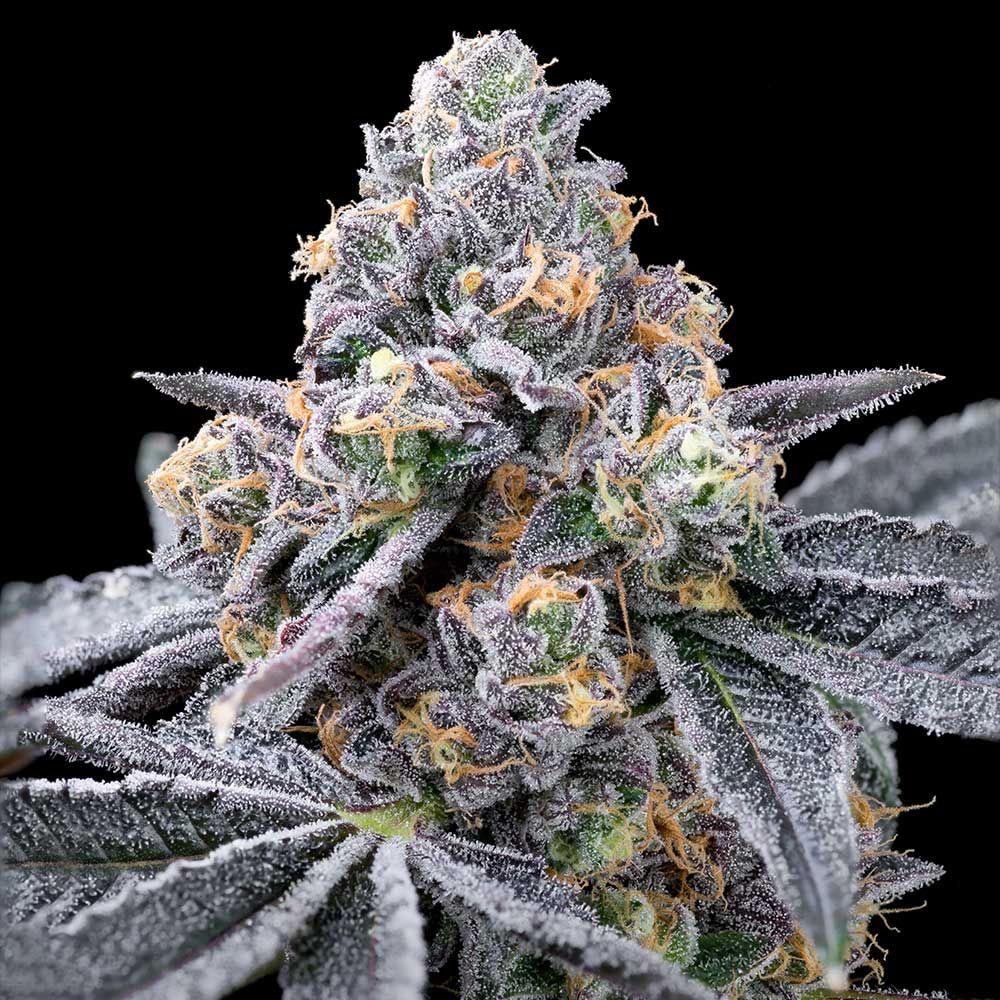 Cookies Seeds - Spilt Paint - Feminized