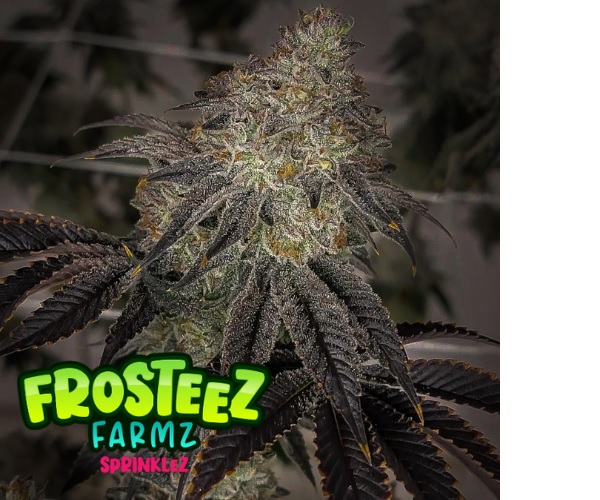Sprinklez - Feminized - Frosteez Farms Seeds     