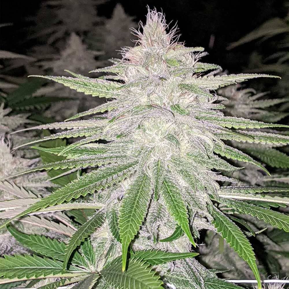 Rare Dankness Seeds - Starkiller Haze - Regular 