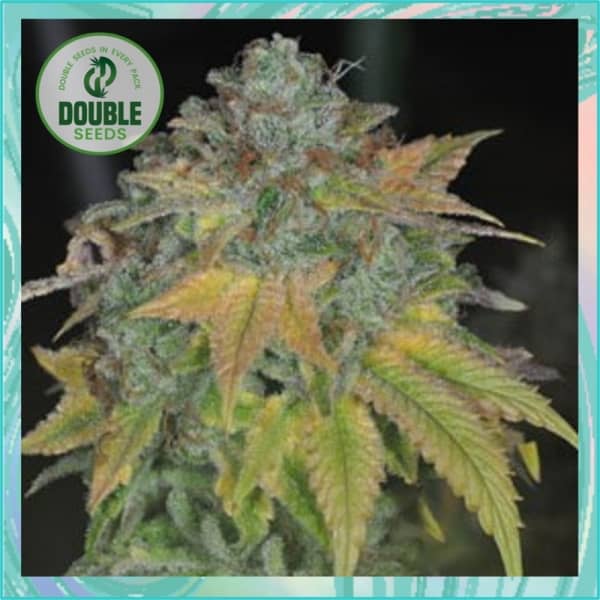Double Seeds Stardawg Feminized   