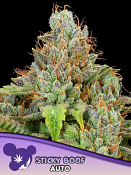 Anesia Seeds - Sticky Boof Auto Feminized