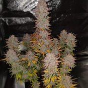 Pure Instinto Seeds - Sticky Gorilla #4 Feminized