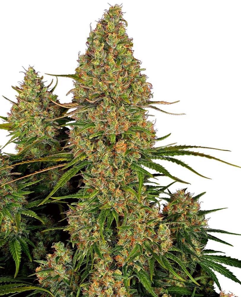 Sticky Orange XXL Auto Feminized - Sensi Seeds Bank  
