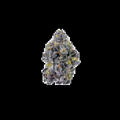 Growers Choice Seeds - Sticky Wasabi Triploid Feminized