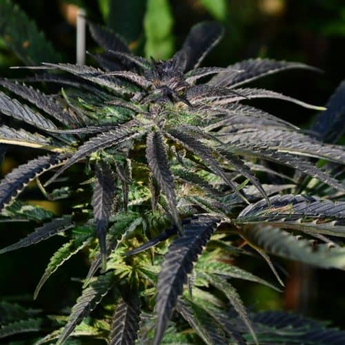 Kush Cannabis Seeds Strawberry Banana Kush Feminized 