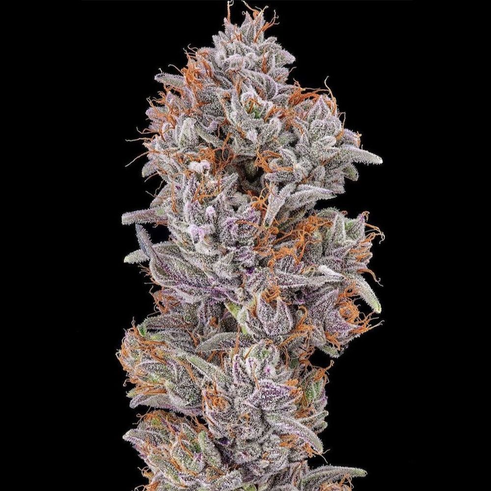 Cali Connection Seeds - Strawberry Delight Feminized