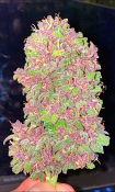 BSB Genetics - Strawberry Milkshake Auto Feminized