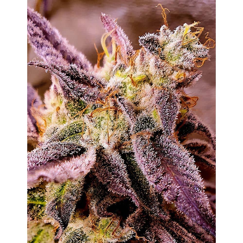 Holy Smoke Seeds - Strawberry Oreoz - Feminized