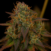 Top Shelf Elite Seeds - Strawberry Sugar Pine Feminized