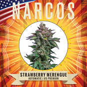 Narcos Seedbank - Strawberry Merengue Auto Feminized