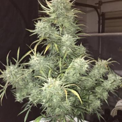 Phoenix Seeds - Strong Stuff Auto Feminized