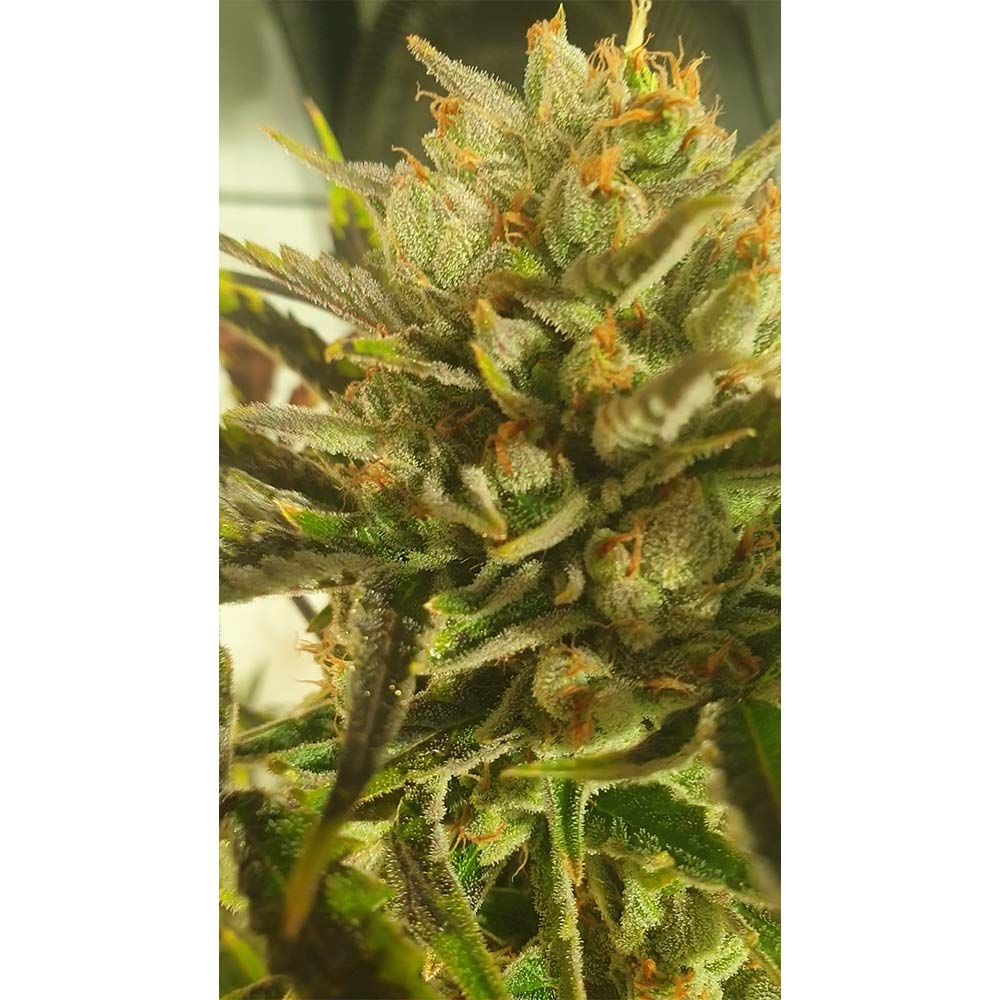 Sugar Tree- Feminized - Zmoothiez Geneticz      