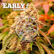 Delicious Seeds - Sunday Punch Early Version - Feminized