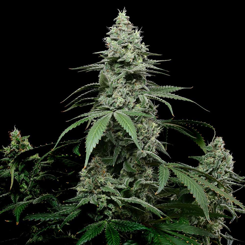 Cookies Seeds - Double Sherb - Feminized