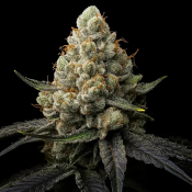 Triploid Cannabis Seeds - Sunshine Citrus - Feminized Triploid