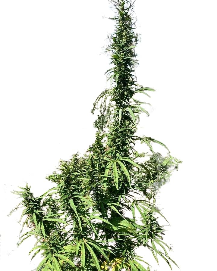 Scott Family Farms Super Laos Haze Regular