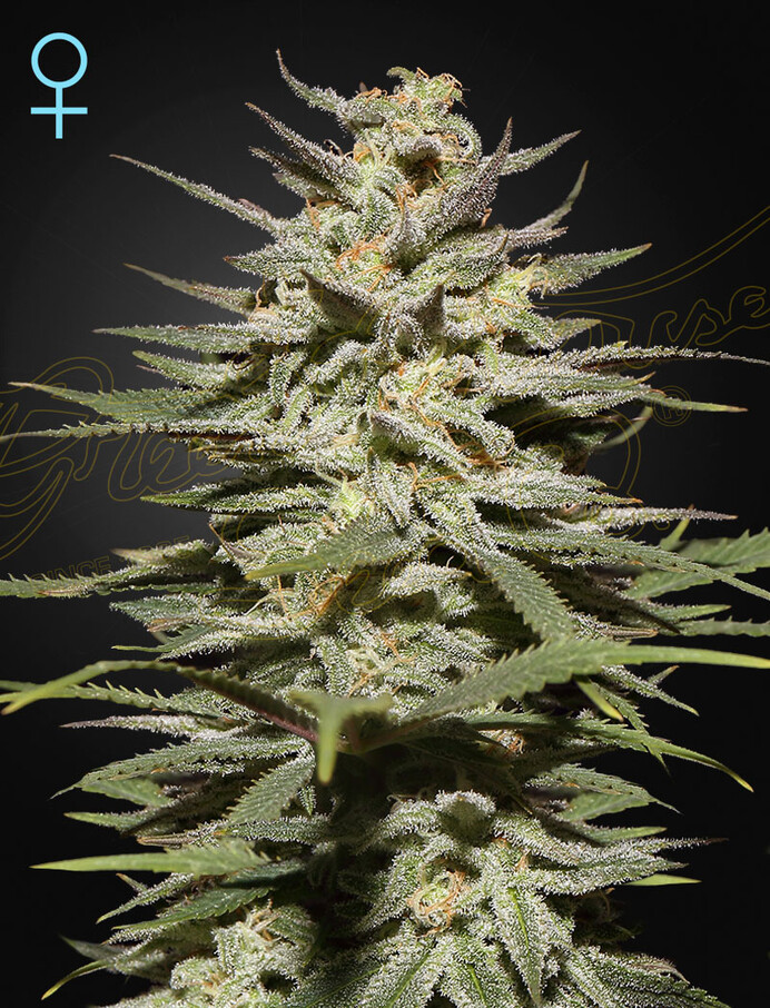 Green House Seeds Super Lemon Haze CBD Feminized 