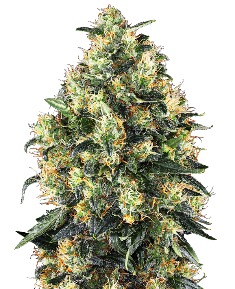 2025 Cannabis Seed Collection - Super Skunk Auto 