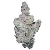 Growers Choice Seeds - Super Boof Feminized