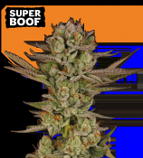 Seed Stockers Seeds - Super Boof Feminized