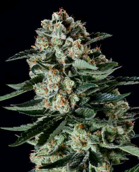 SuperCBDx Seeds Matanuska Thunderfuck x SCBDX Feminized 
