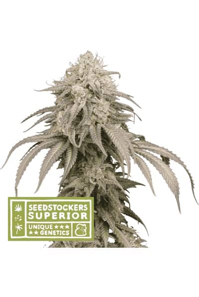 Superior Mandarin Panties Auto - Feminized - Seedstockers 