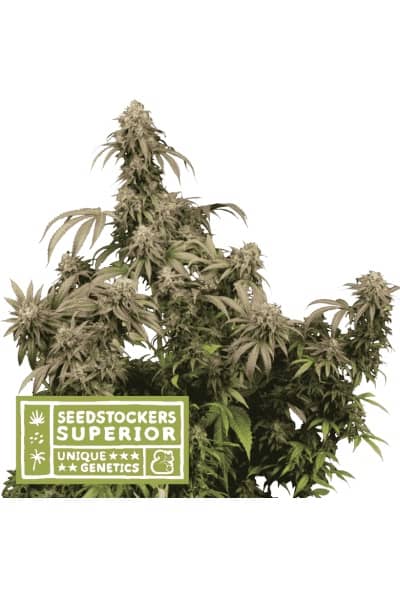 Superior Mandarin Panties - Feminized - Seedstockers  