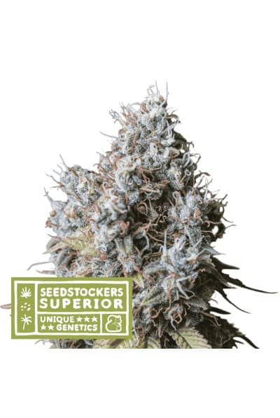 Superior Rucu Cucu OG - Feminized - Seedstockers   
