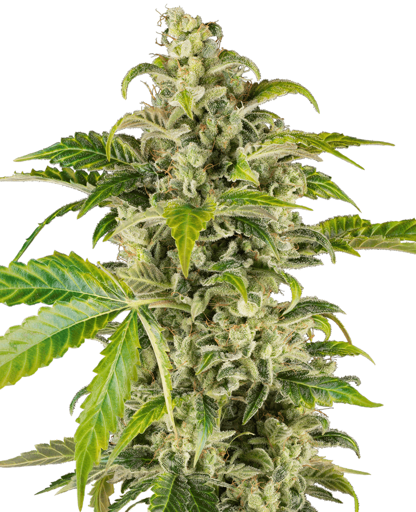 Sensi Research Seeds - Sweet & Sour Cream Auto Feminised