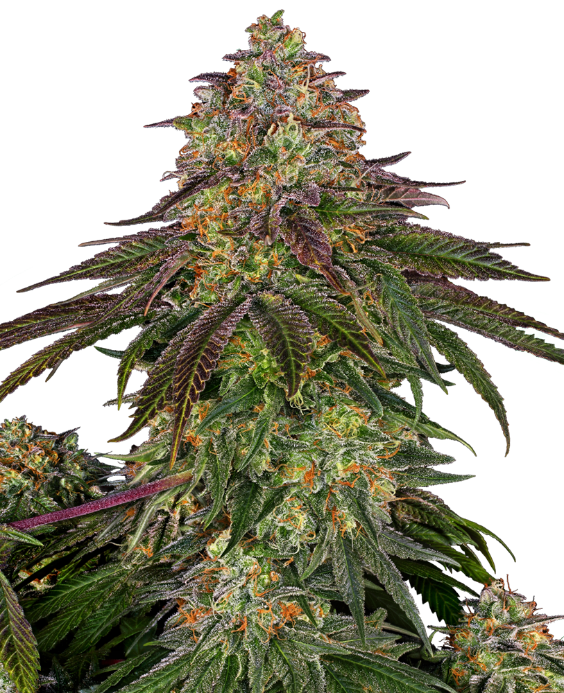 Sensi Seeds - Sweet Cherry Kush - Feminised 
