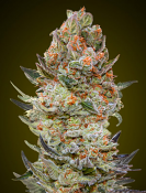 OO Seeds - Sweet Critical CBD - Feminised