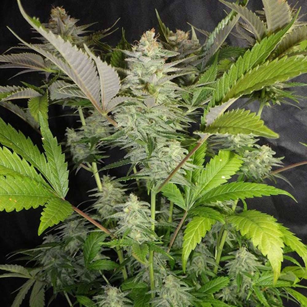 Seedism Seeds -Sweet Lemon Razzlez - Feminized