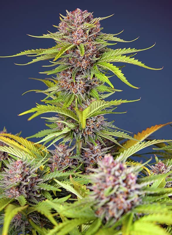 Mimosa Bruce Banner XL Auto - Feminized - Sweet Seeds    
