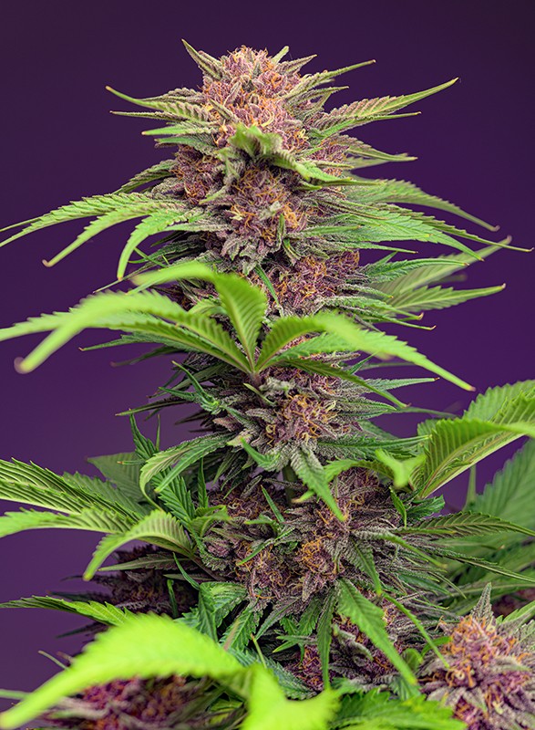 Red Mimosa XL Auto - Feminized - Sweet Seeds   
