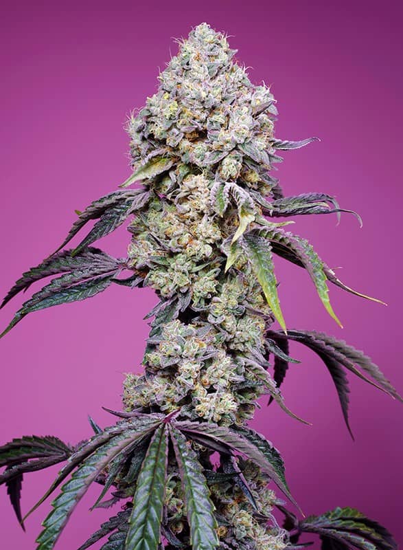 Sweet Mandarine Zkittlez F1 Fast Version - Feminized - Sweet Seeds   