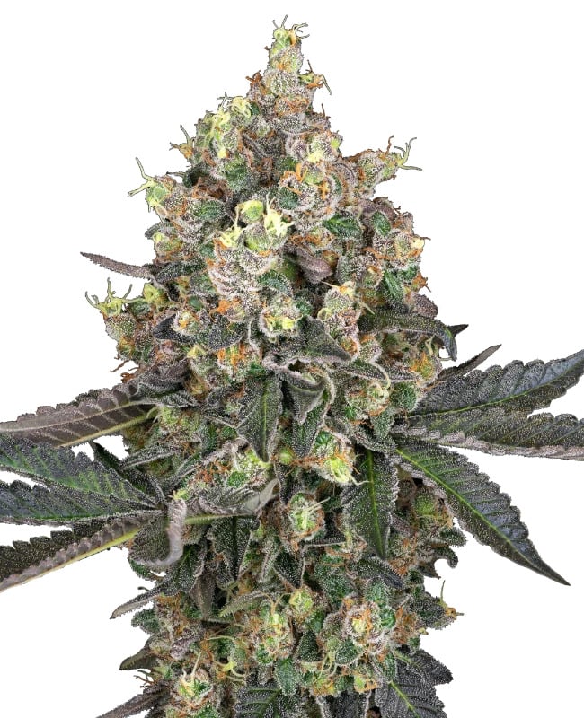 White Label Seed Company -Sweet Berry Breeze - Feminised