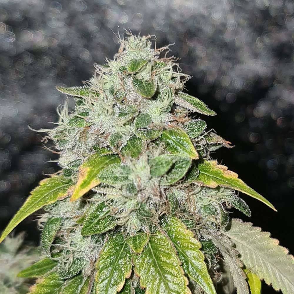 Karma Genetics Seeds - Sweets Biker - Regular 