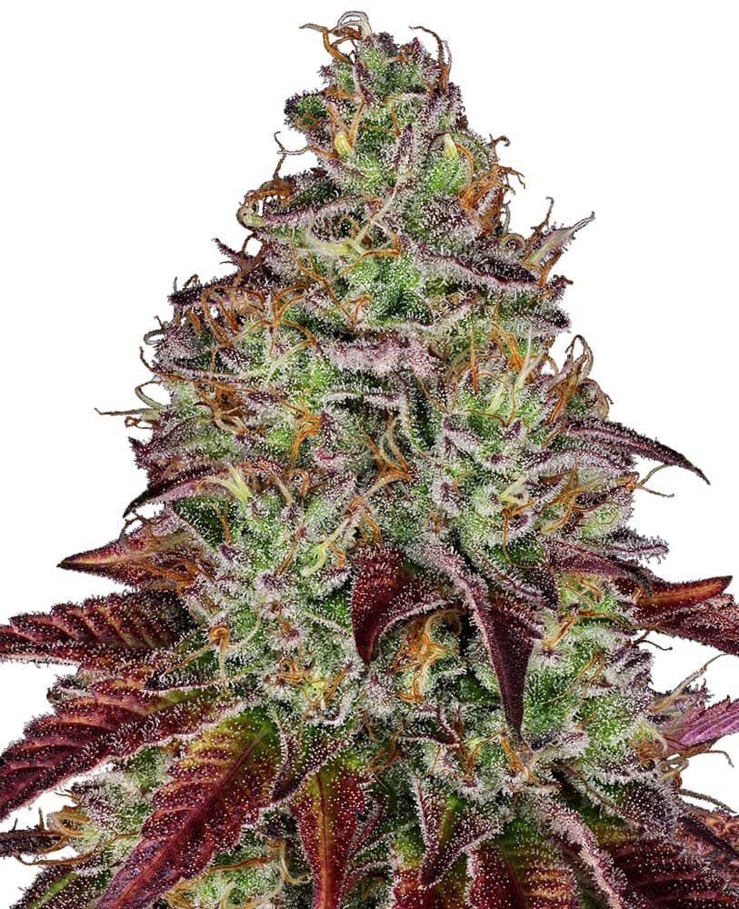 Tezla OG Feminized - Sensi Seeds Research  