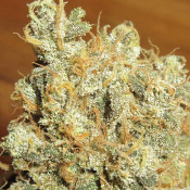 Ultra Genetics Seeds - Thai Chee - Feminized 