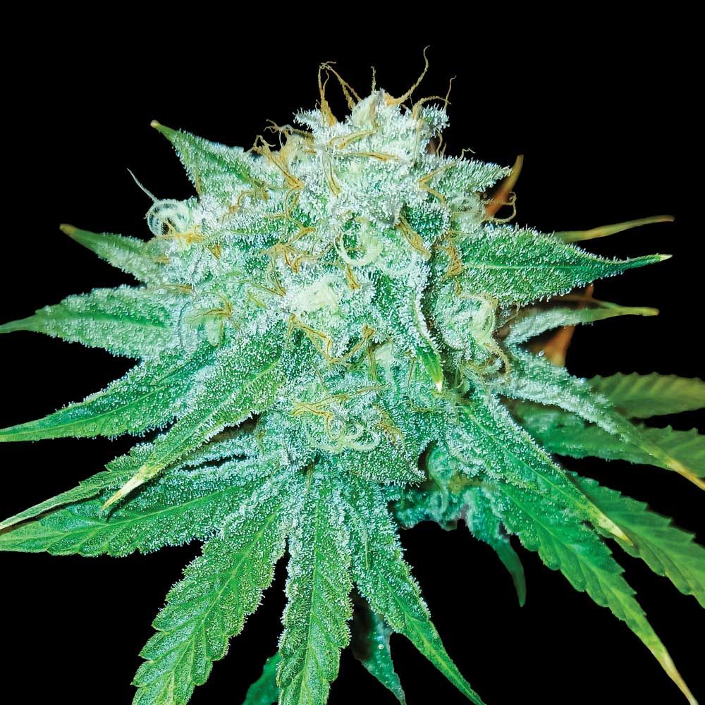 DNA Genetics - The Stinking Rose - Feminized