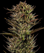 Barney's Farm Seeds - Thin Mint x Sour Pinot Auto Feminized