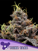 Anesia Seeds - Think Tank Feminized
