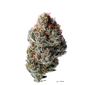 Growers Choice - Toad Venum Feminised