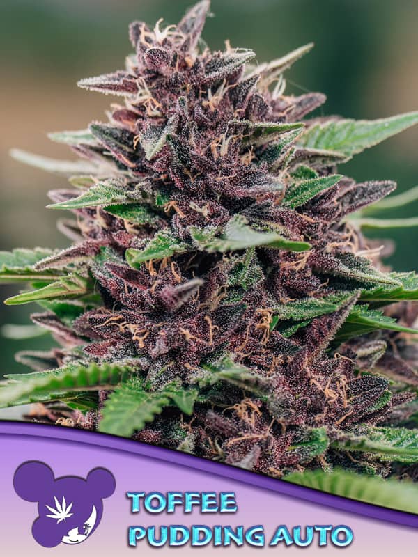 Toffee Pudding Auto Feminized - Anesia Seeds 