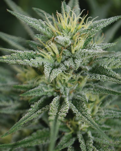 Medicann Seeds - Trainwreck CBD Regular