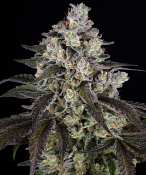 Barney's Farm Seeds - Trainwreck - Feminized