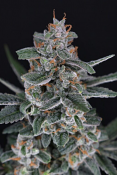 Pure Instinto Seeds - Tri-Whip Kush Auto Feminized