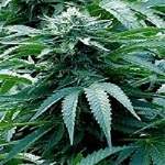 Emerald Triangle Seeds Trinity Kush Regular